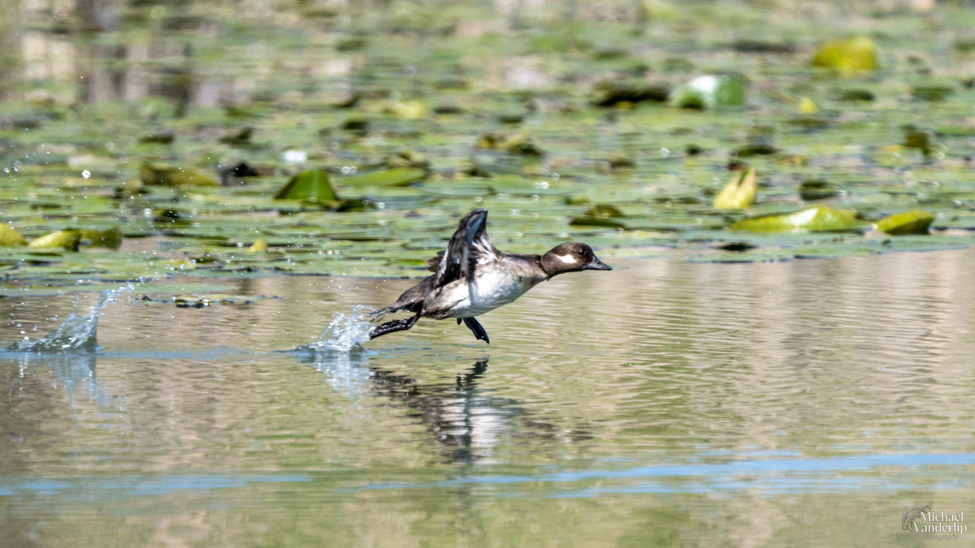 Bufflehead Duck along the Bear Creek Greenway near Talent, Oregon.