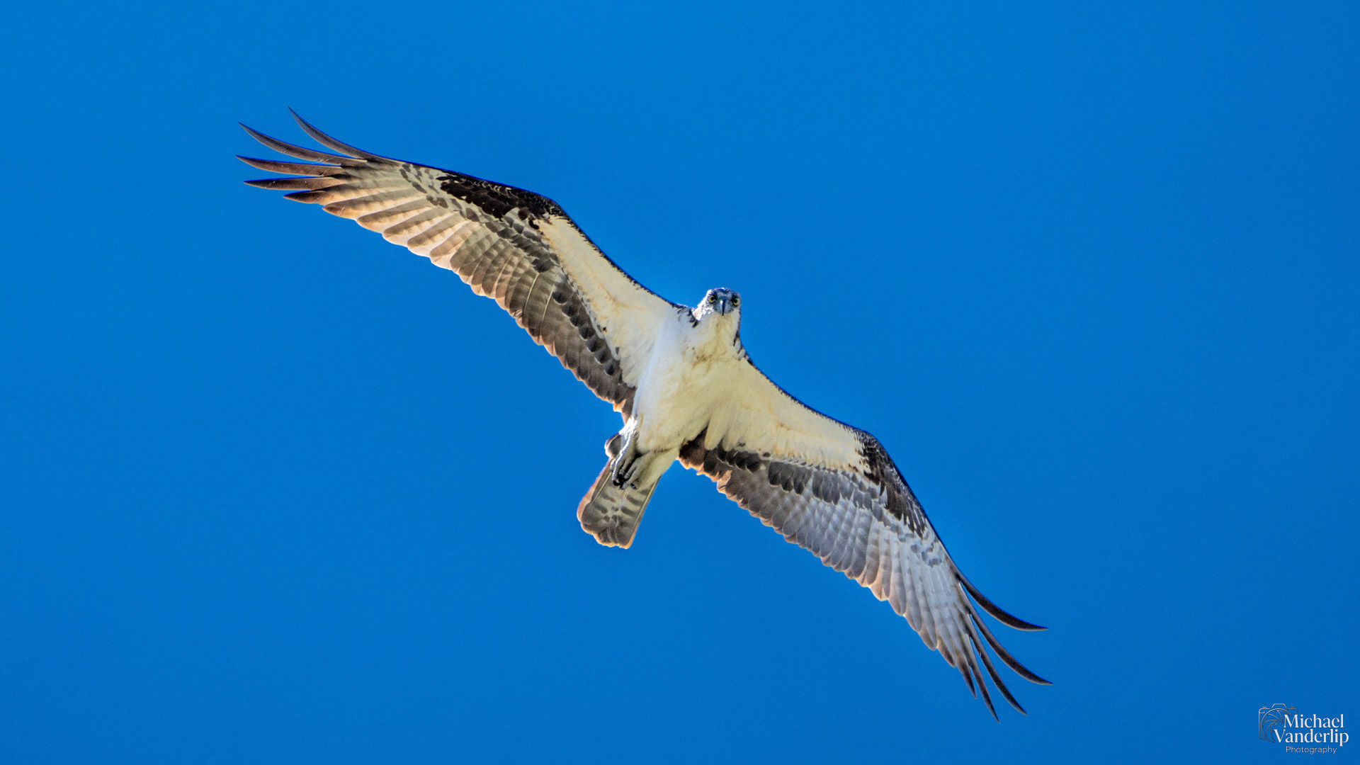 Red-Tailed Hawk along the Bear Creek Greenway near Talent, Oregon.