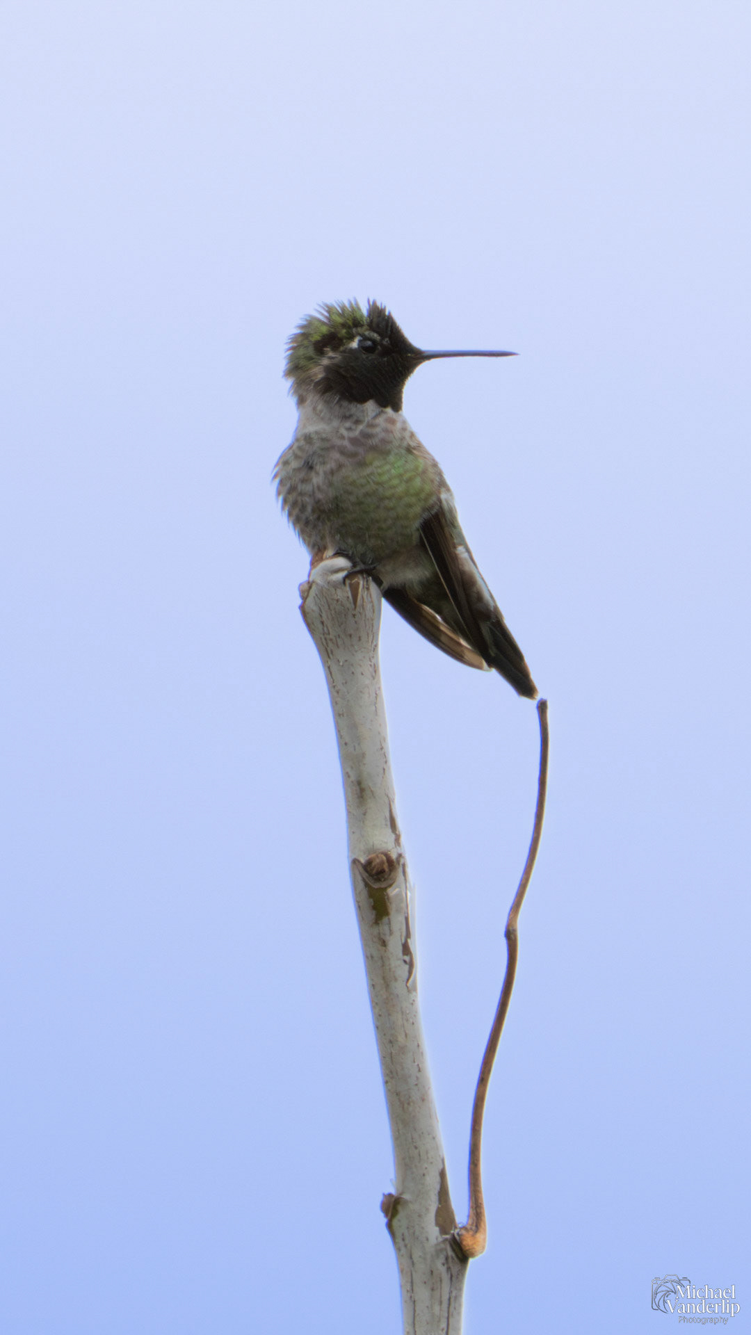 Anna's Hummingbird along the Bear Creek Greenway near Talent, Oregon.