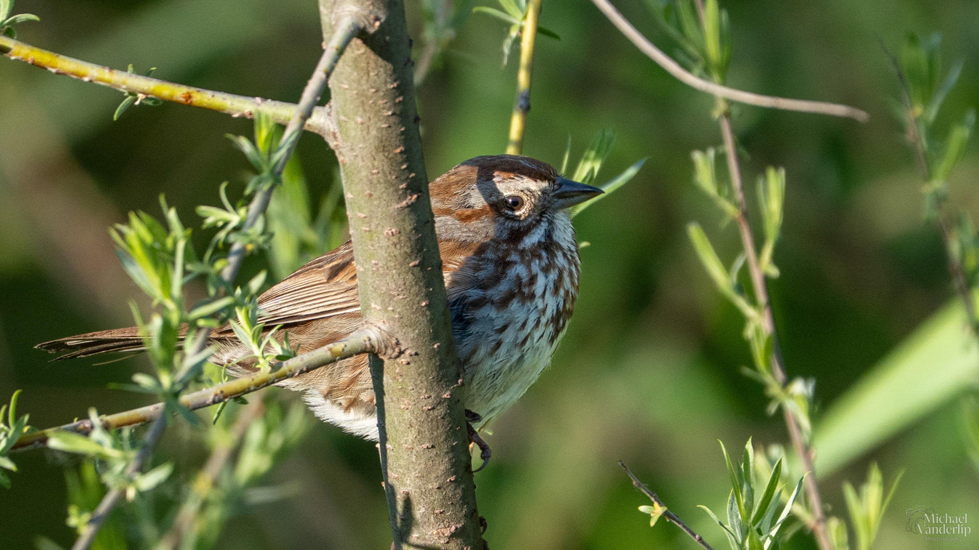 Song Sparrow along the Bear Creek Greenway near Talent, Oregon.