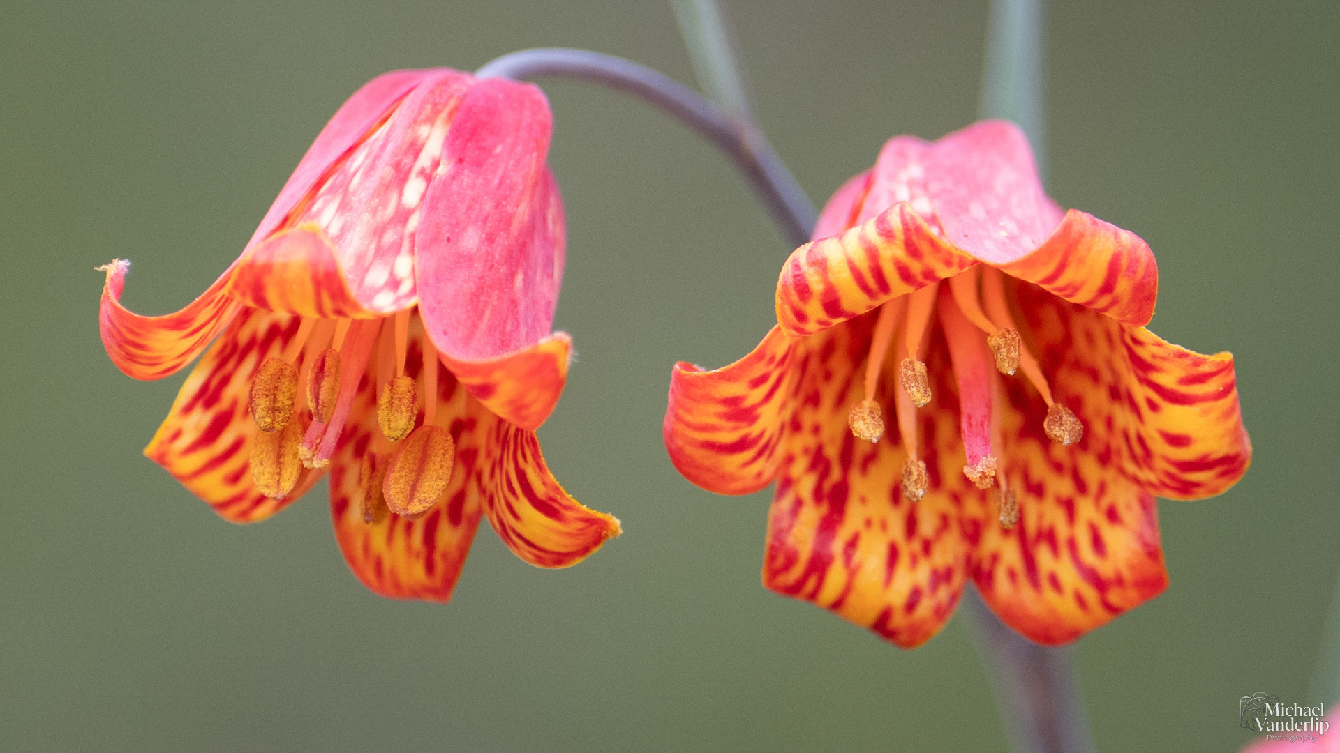 Scarlet Fritillary on the Lower Table Rock Trail, Central Point, Oregon.