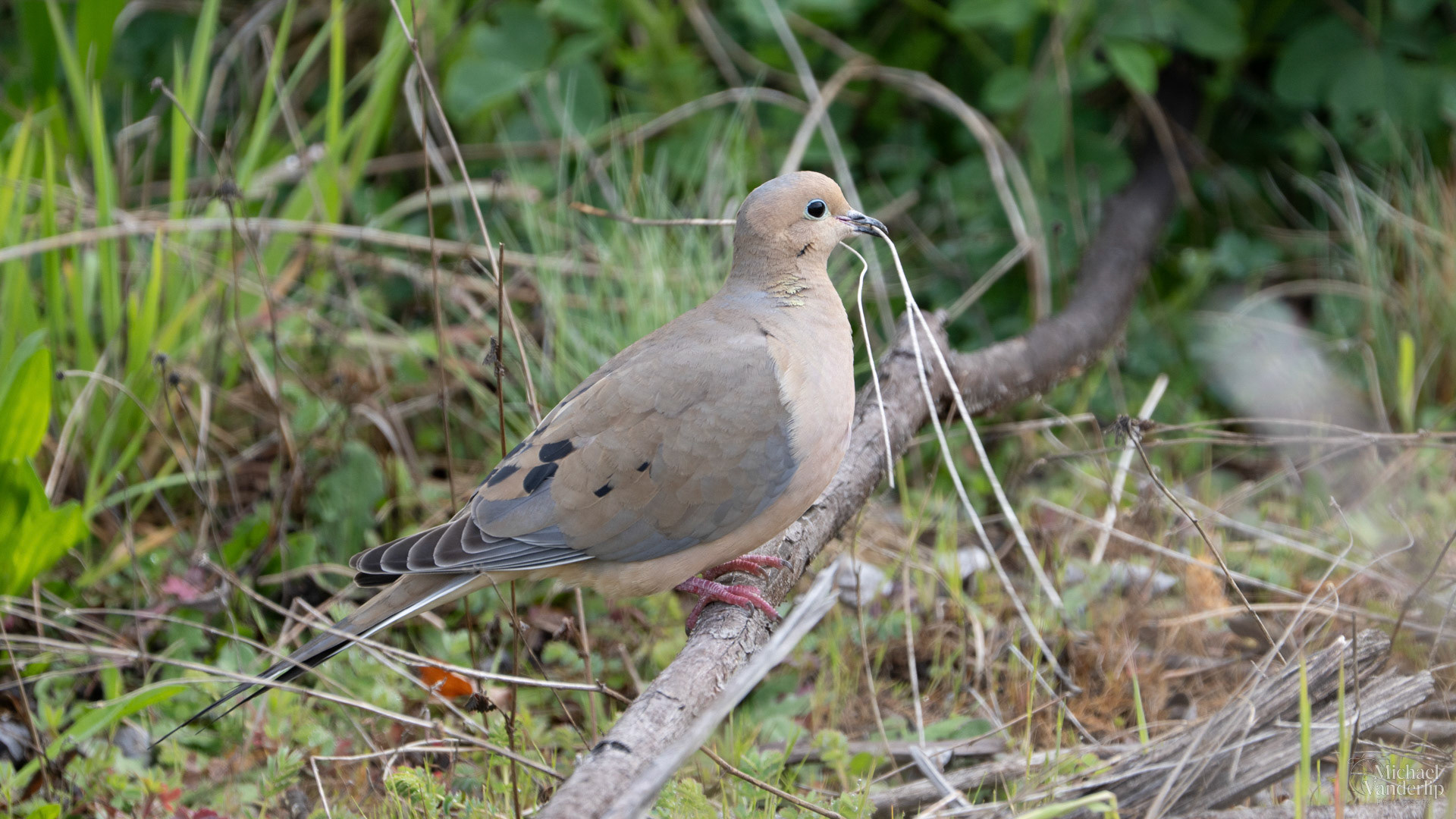 Mourning Dove along the Bear Creek Greenway near Talent, Oregon.