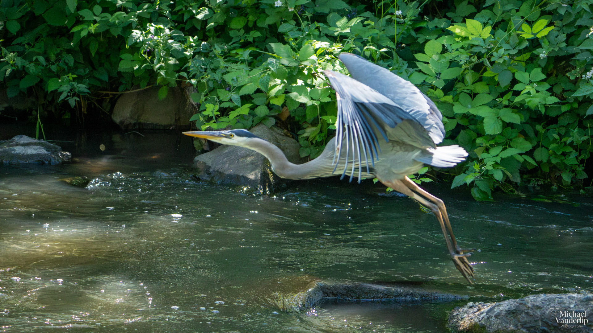 Great Blue Heron along the Bear Creek Greenway in Medford, Oregon.