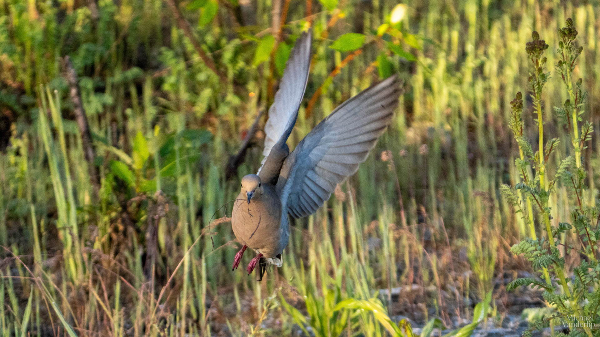 Mourning Dove along the Bear Creek Greenway near Talent, Oregon.
