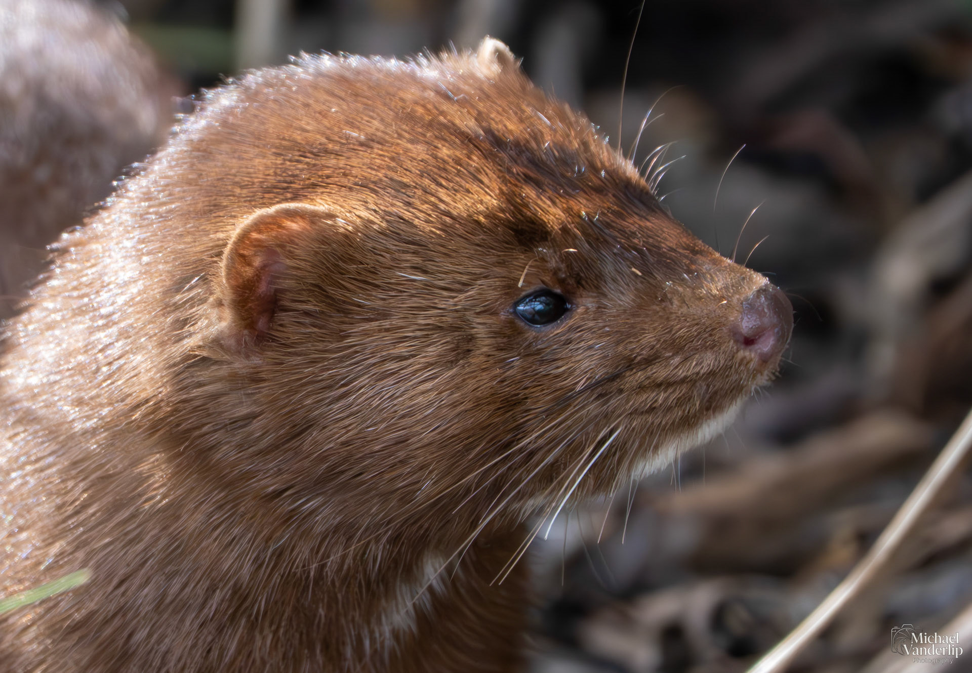 American Mink along the Bear Creek Greenway near Talent, Oregon.