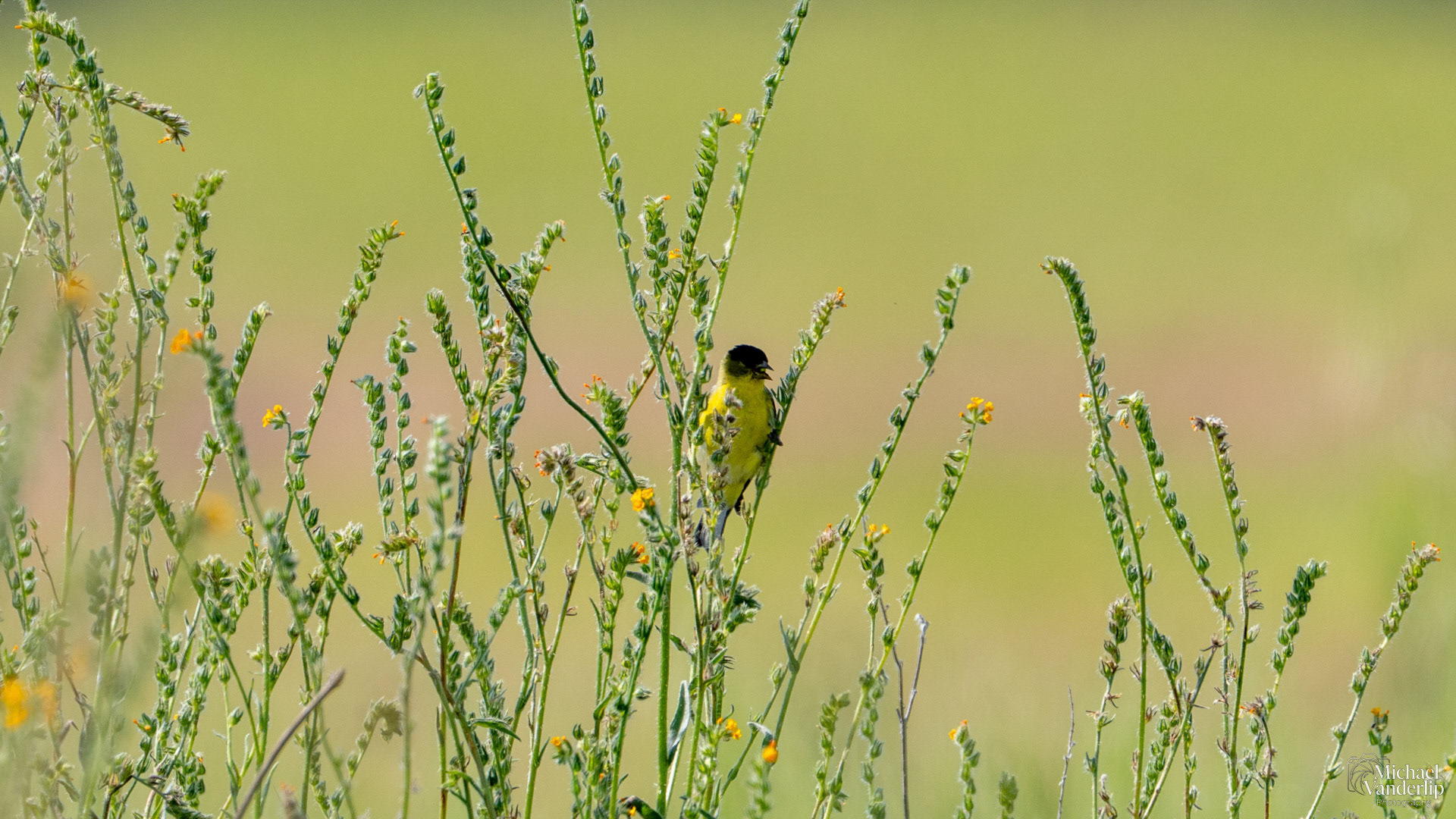 Lesser Goldfinch on Lower Table Rock, Central Point, Oregon.