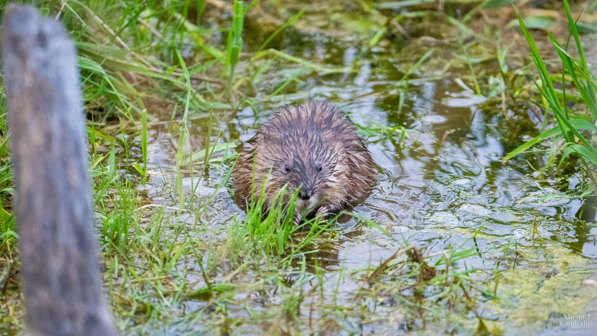 Muskrat along the Bear Creek Greenway near Talent, Oregon.
