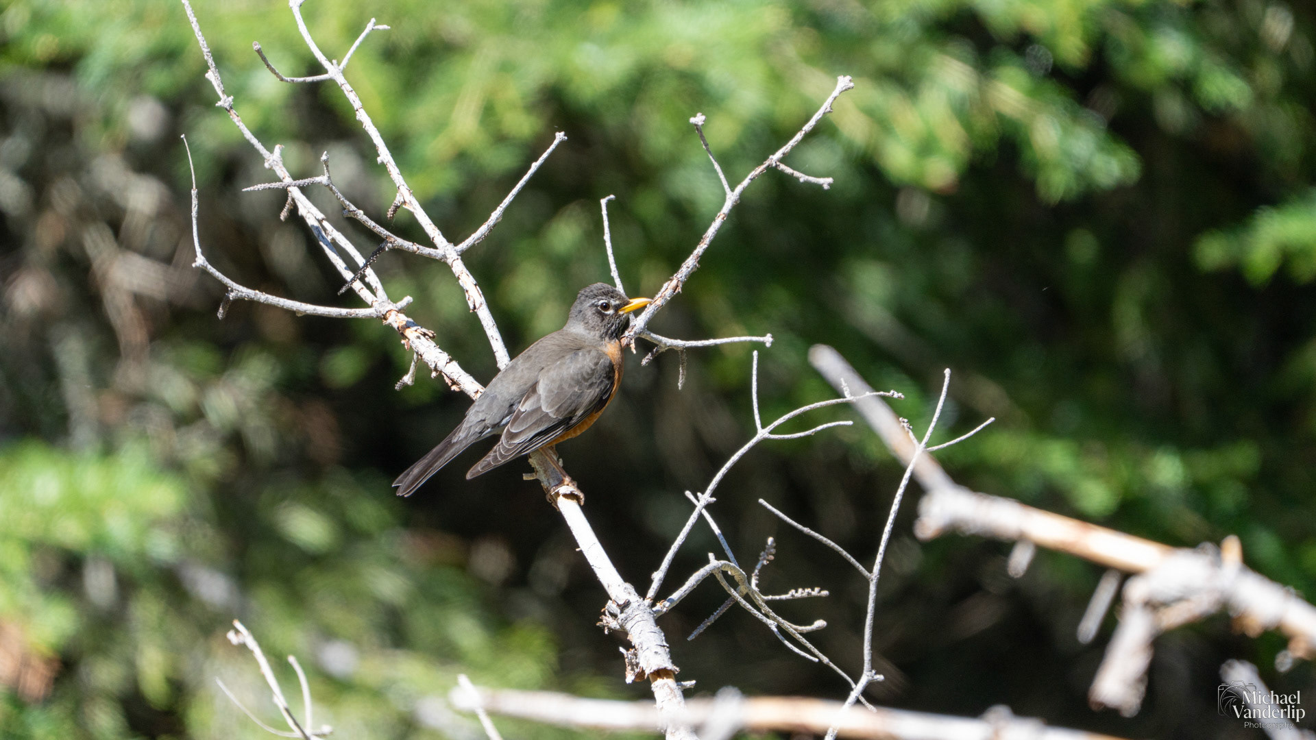 American Robin along the Wagner Butte Trail near Talent, Oregon.