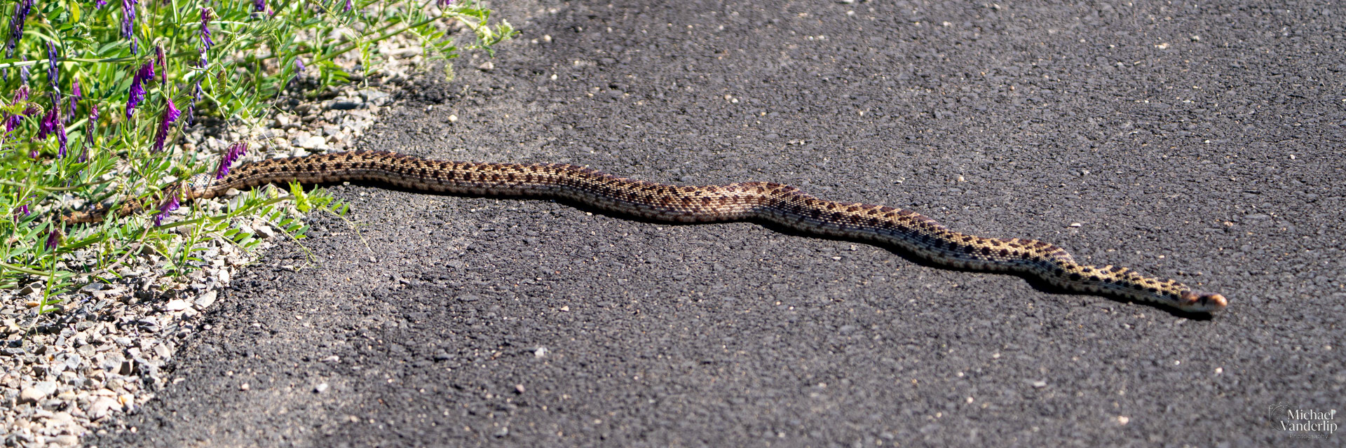 Gopher Snake on the Lower Table Rock Trail, Central Point, Oregon.