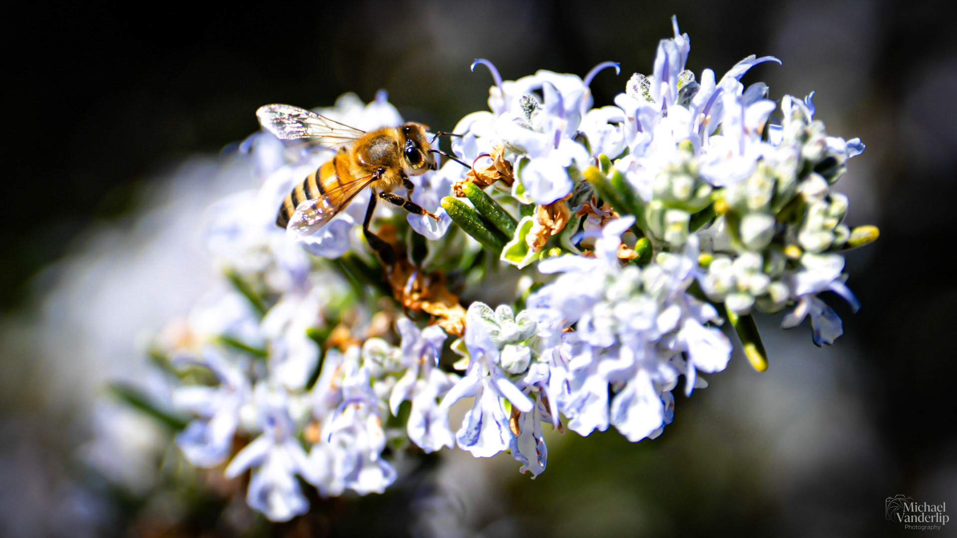 Honey Bee on Rosemary in Talent, Oregon.