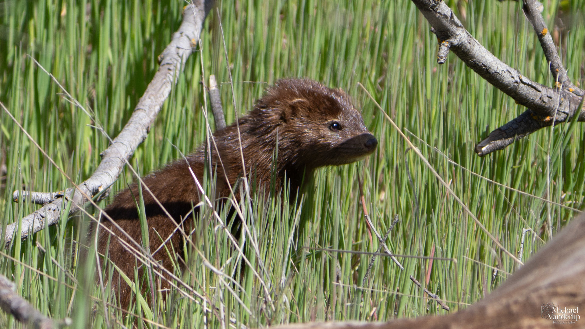 American Mink along the Bear Creek Greenway near Talent, Oregon.