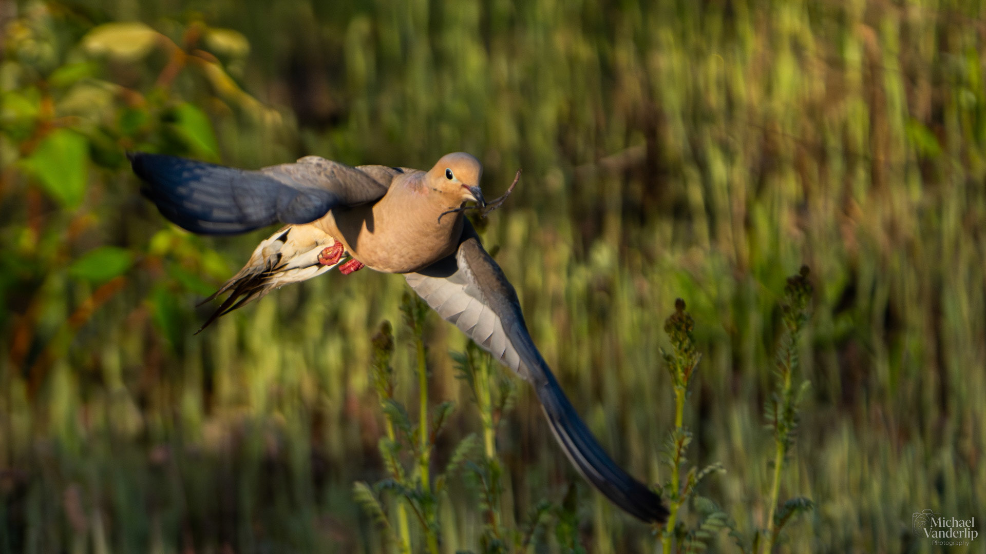 Mourning Dove along the Bear Creek Greenway near Talent, Oregon.