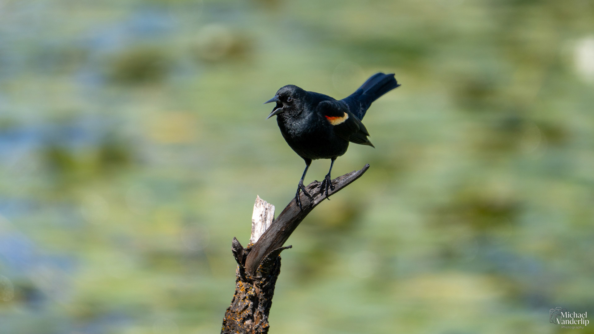 Red Winged Black Bird along the Bear Creek Greenway near Talent, Oregon.