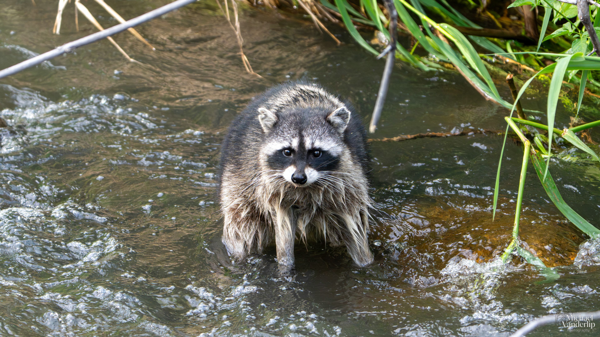 Racoon in the creek along the Bear Creek Greenway near Talent, Oregon.