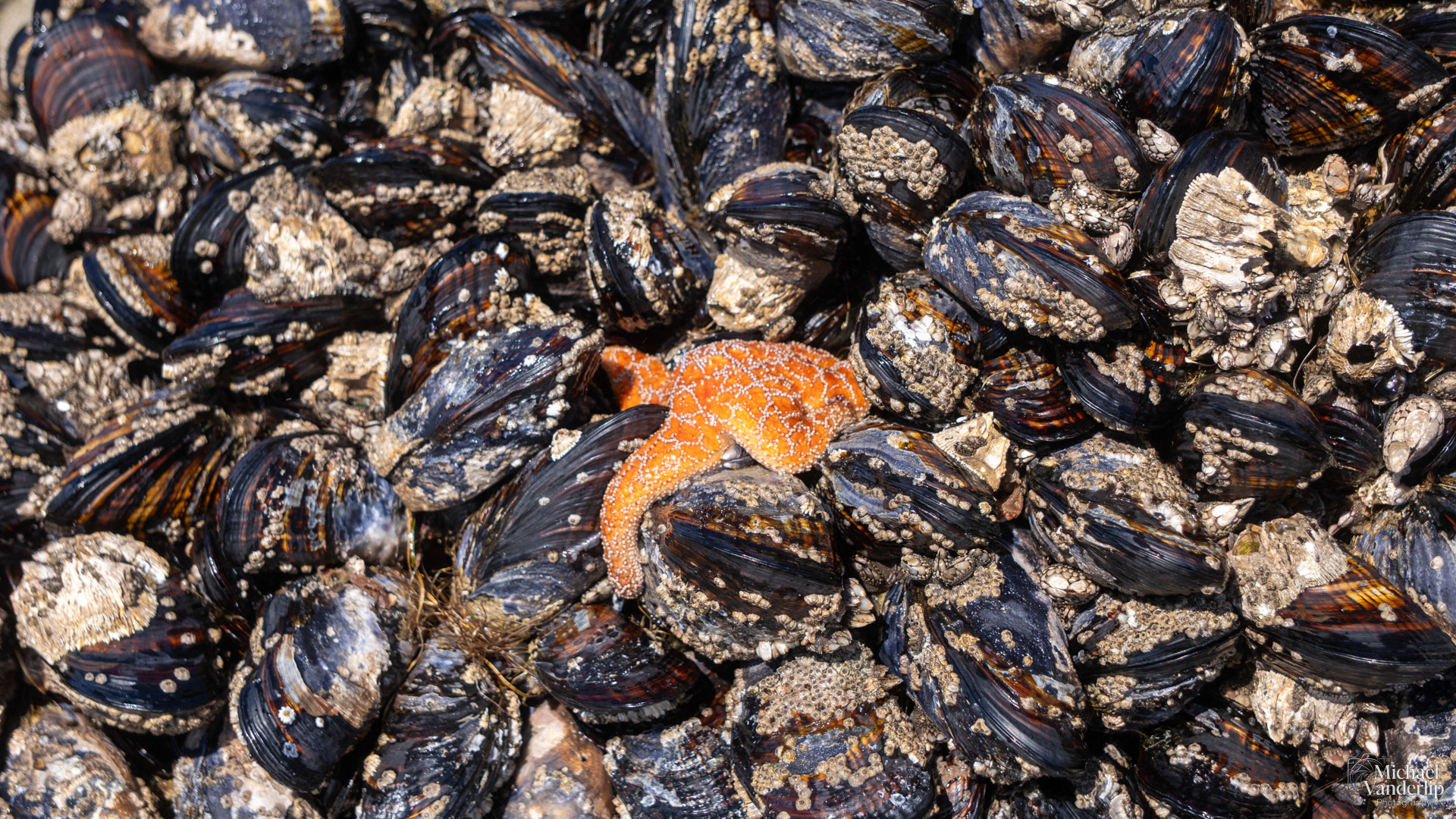 Star Fish and Mussel on Harris Beach, Brookings, Oregon.