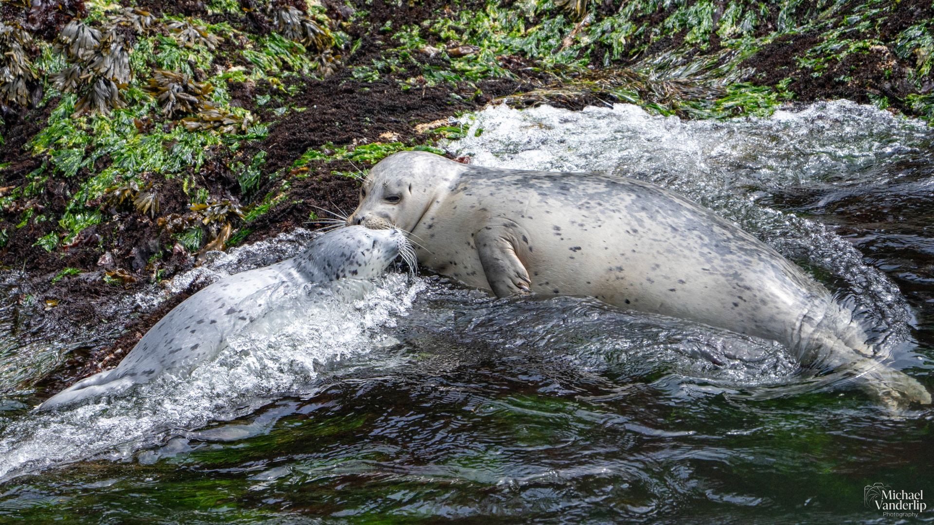 Harbor Seals along the coast, Depoe Bay, Oregon.