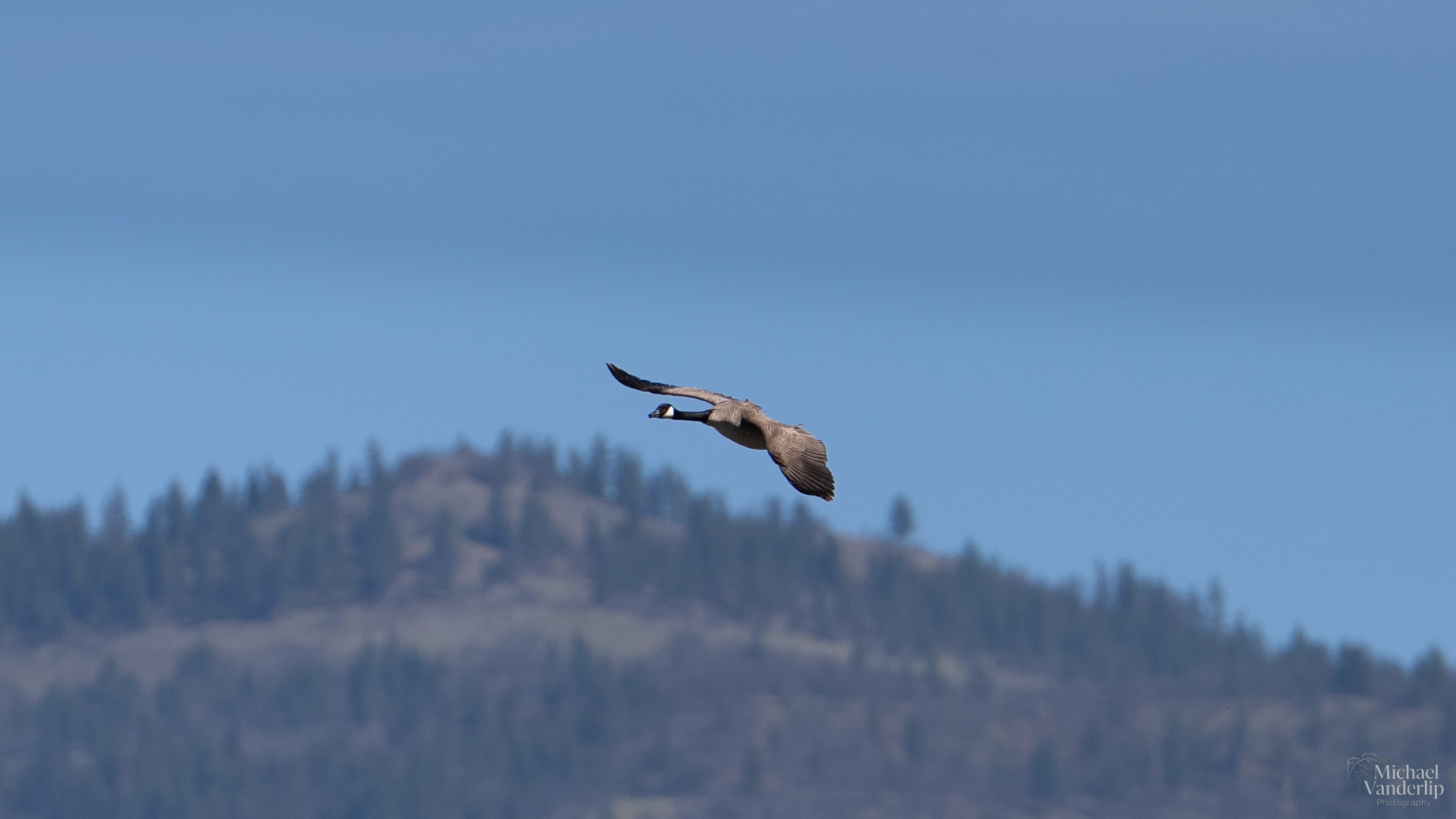Canada Goose along the Bear Creek Greenway near Talent, Oregon.
