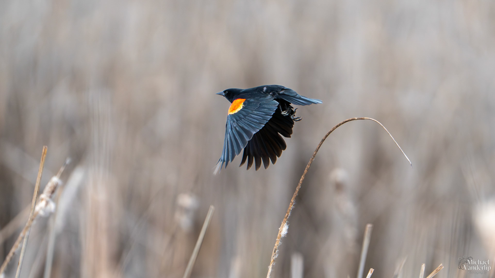 Red Winged Black Bird along the Bear Creek Greenway near Talent, Oregon.