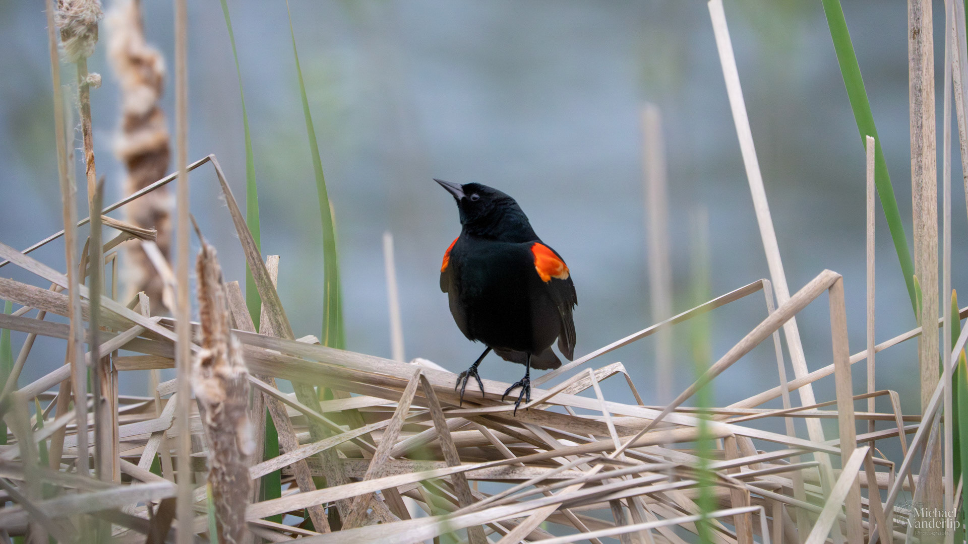 Red Winged Black Bird along the Bear Creek Greenway near Talent, Oregon.