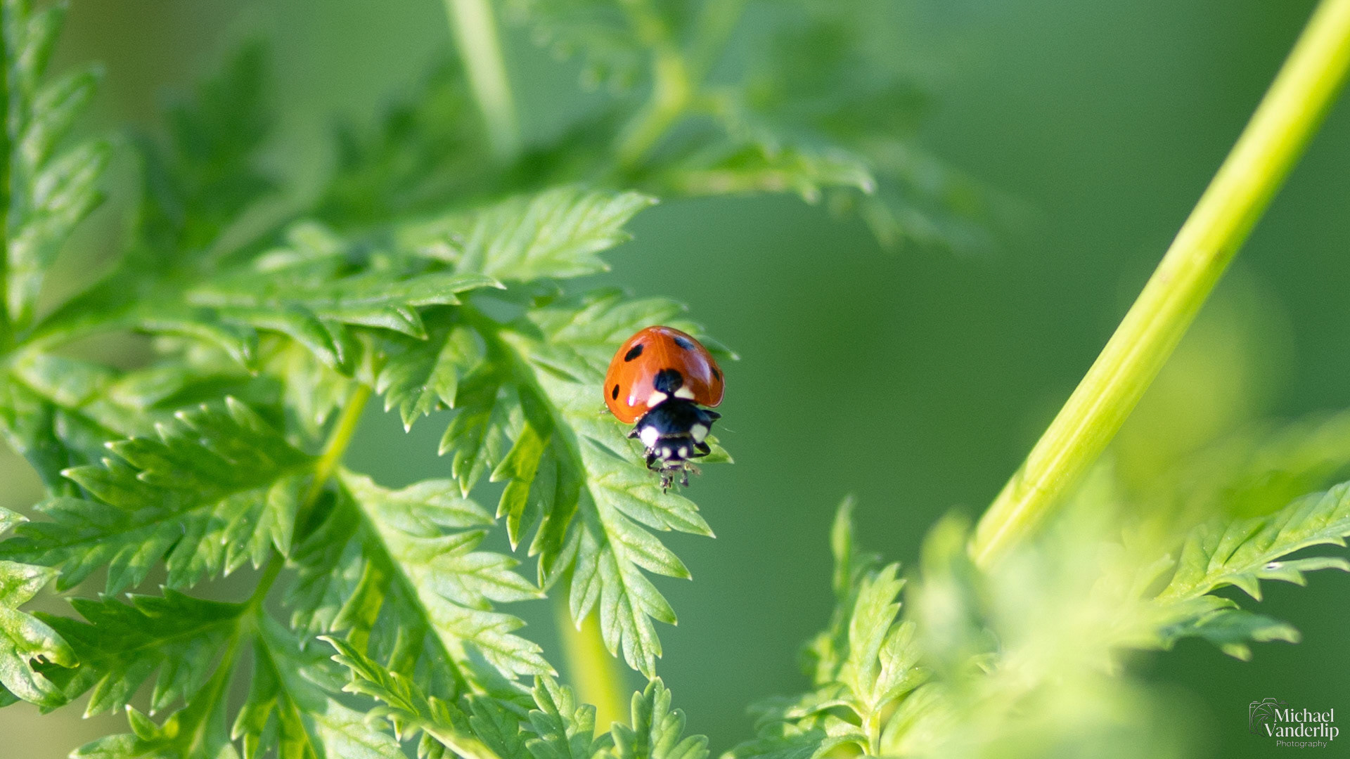 Lady Bug along the Bear Creek Greenway near Talent, Oregon.