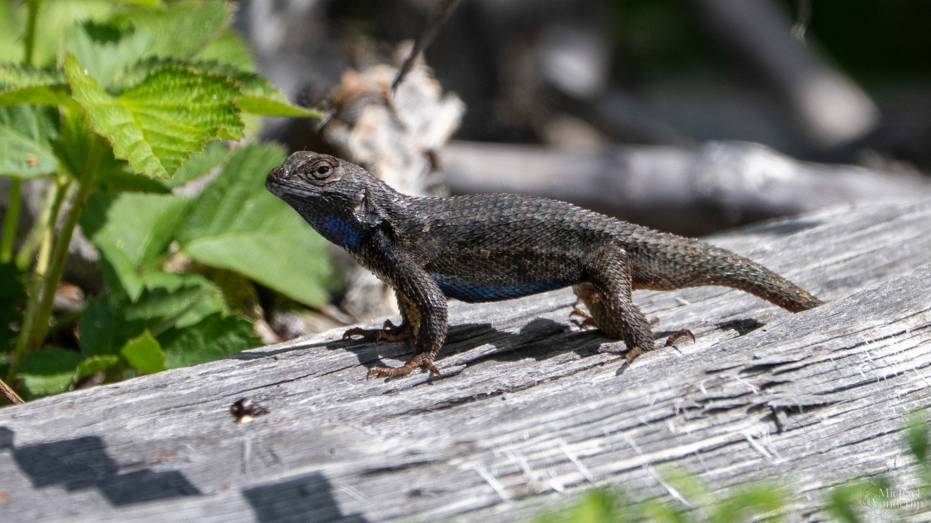 Western Fence Lizard along the Bear Creek Greenway near Talent, Oregon.