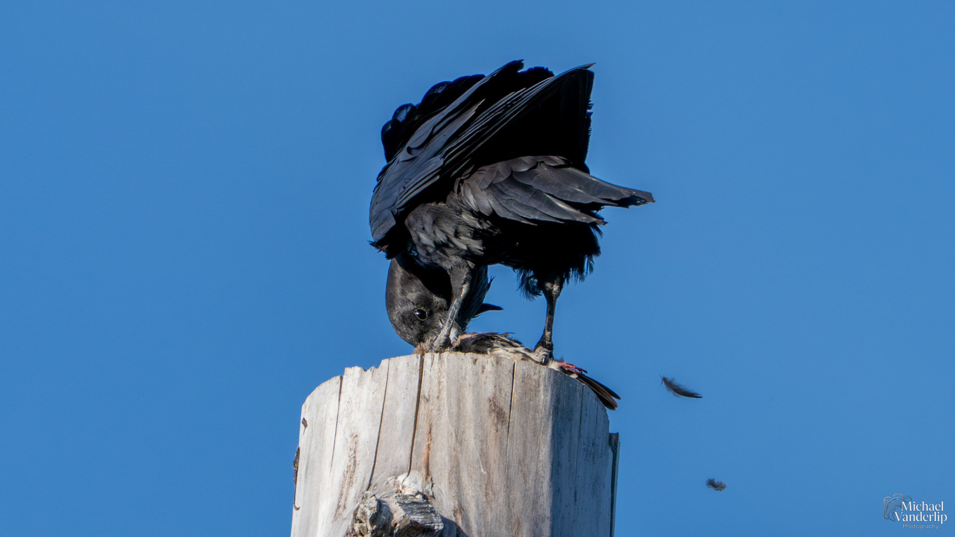 Raven ravenously devouring a small bird along the Bear Creek Greenway near Talent, Oregon.