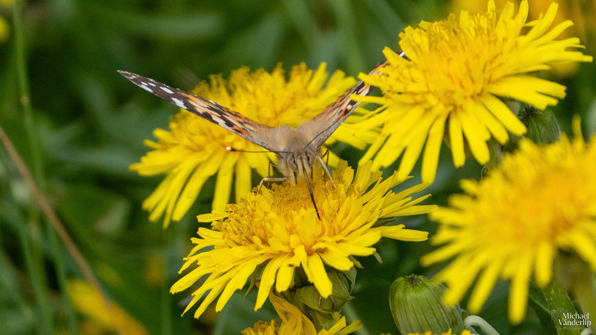 Painted Lady Butterfly along the Bear Creek Greenway near Talent, Oregon.