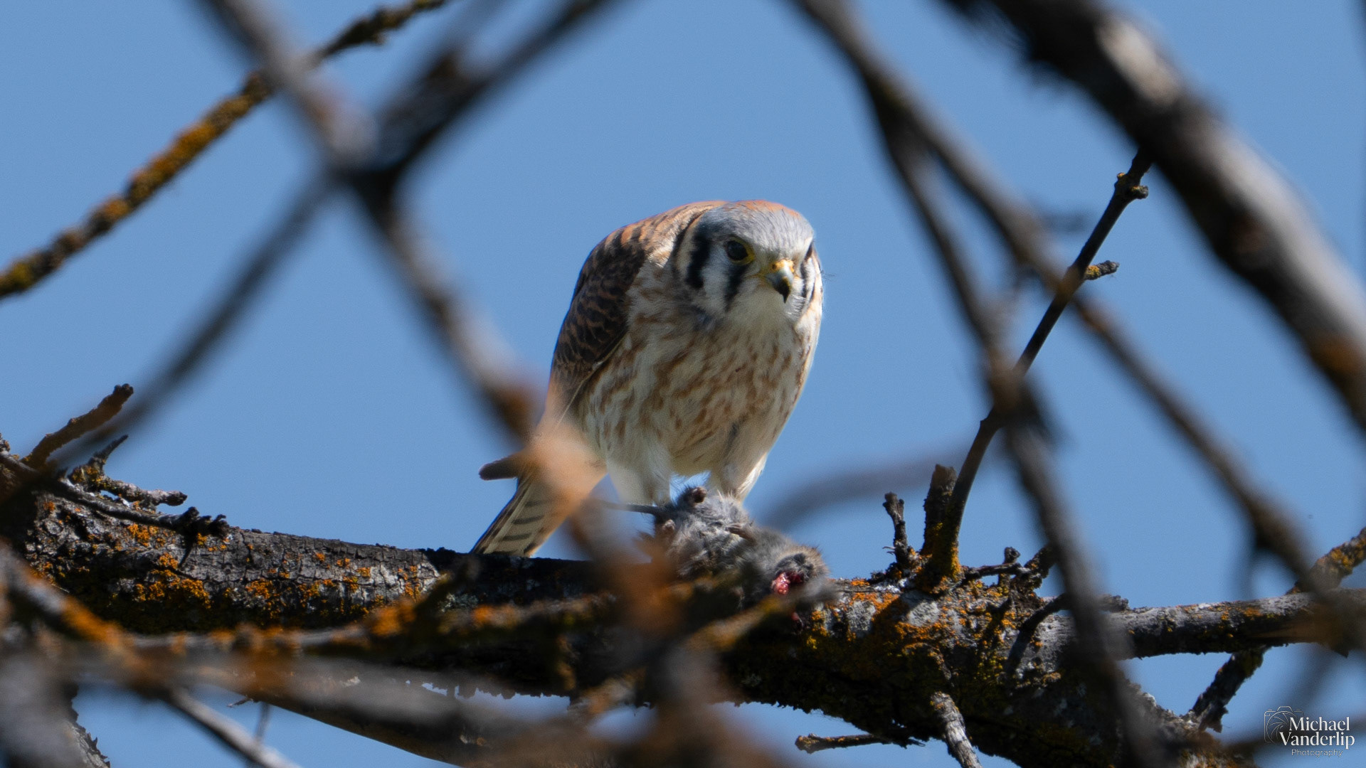 American Kestrel eating a rodent along the Bear Creek Greenway near Talent, Oregon.