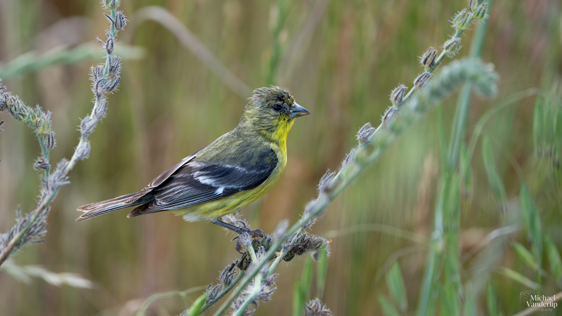 Lesser Goldfinch along the Lower Table Rock Trail, Central Point, Oregon.
