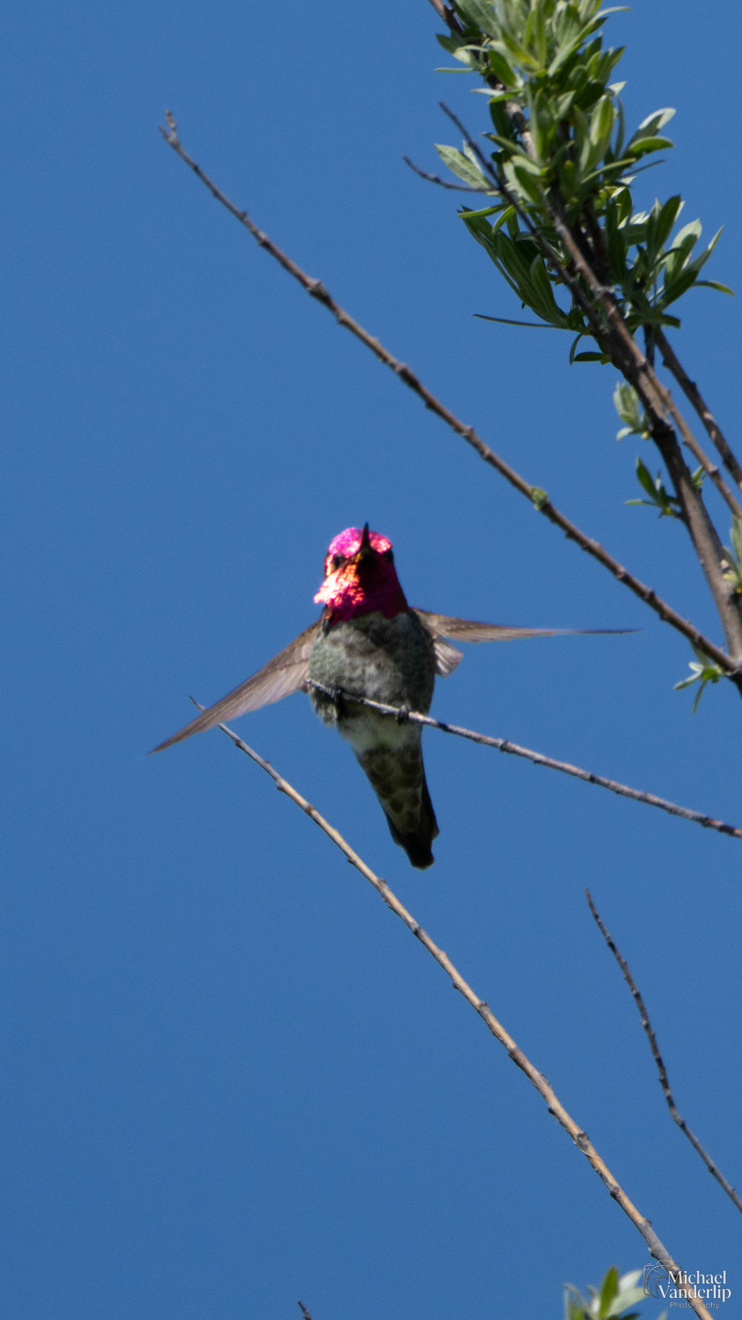 Anna's Hummingbird along the Bear Creek Greenway near Talent, Oregon.