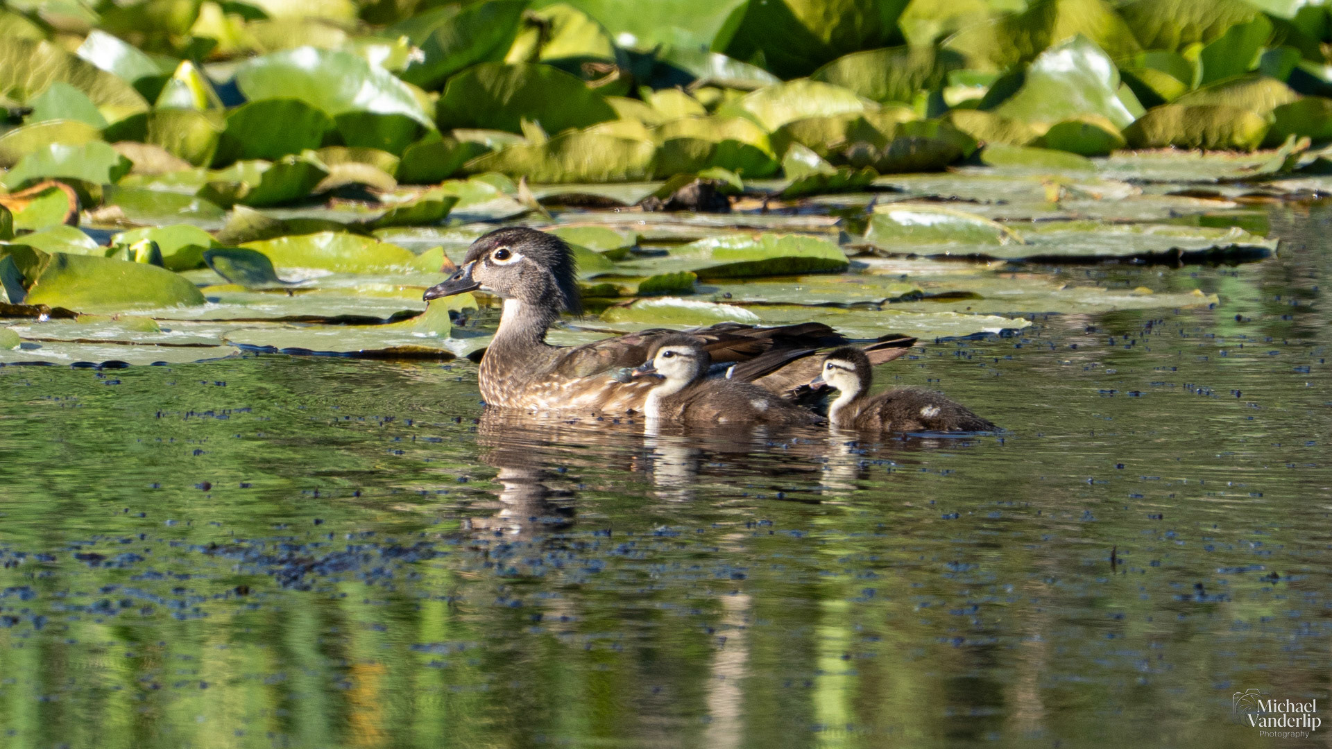 Wood Duck along the Bear Creek Greenway near Talent, Oregon.