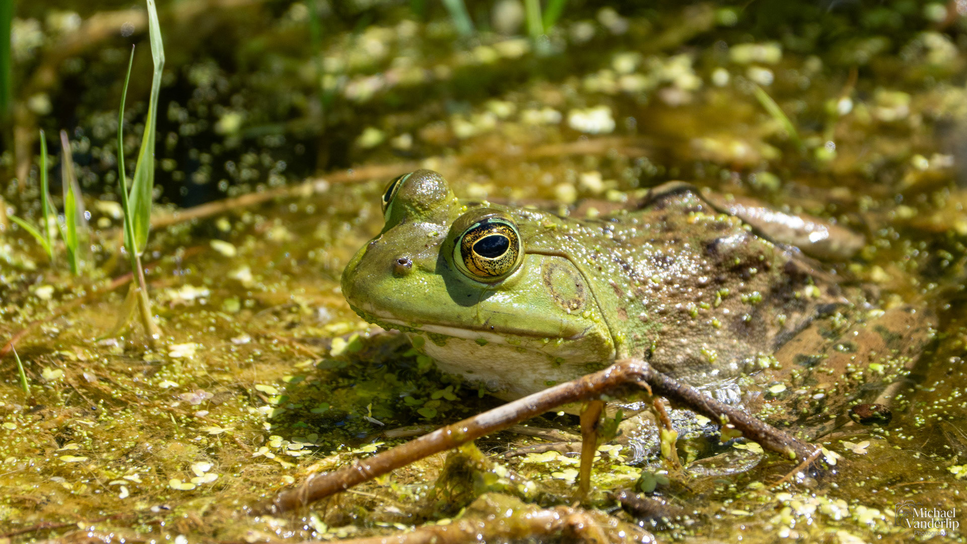 American Bullfrog along the Bear Creek Greenway near Talent, Oregon.