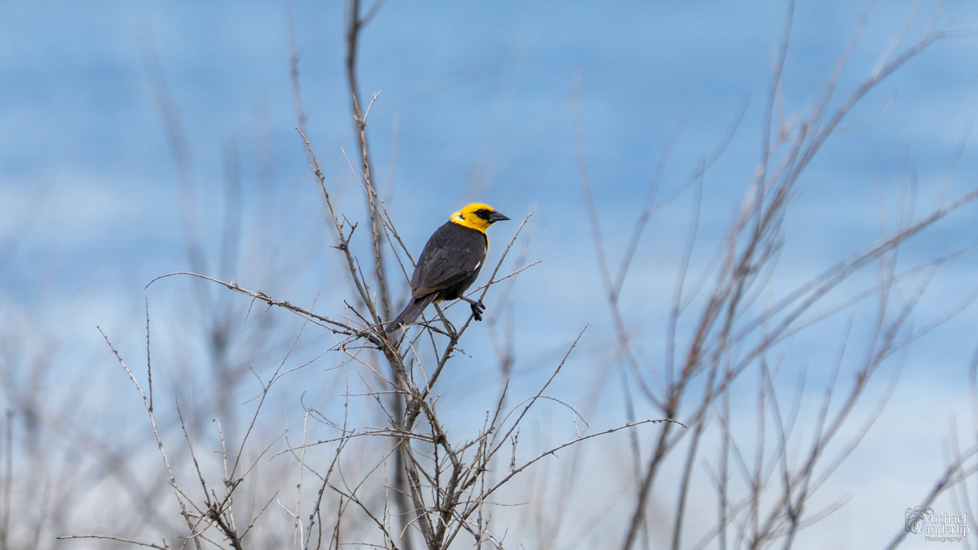 Yellow-Headed Blackbird along Salt Lake near Magna, Utah.
