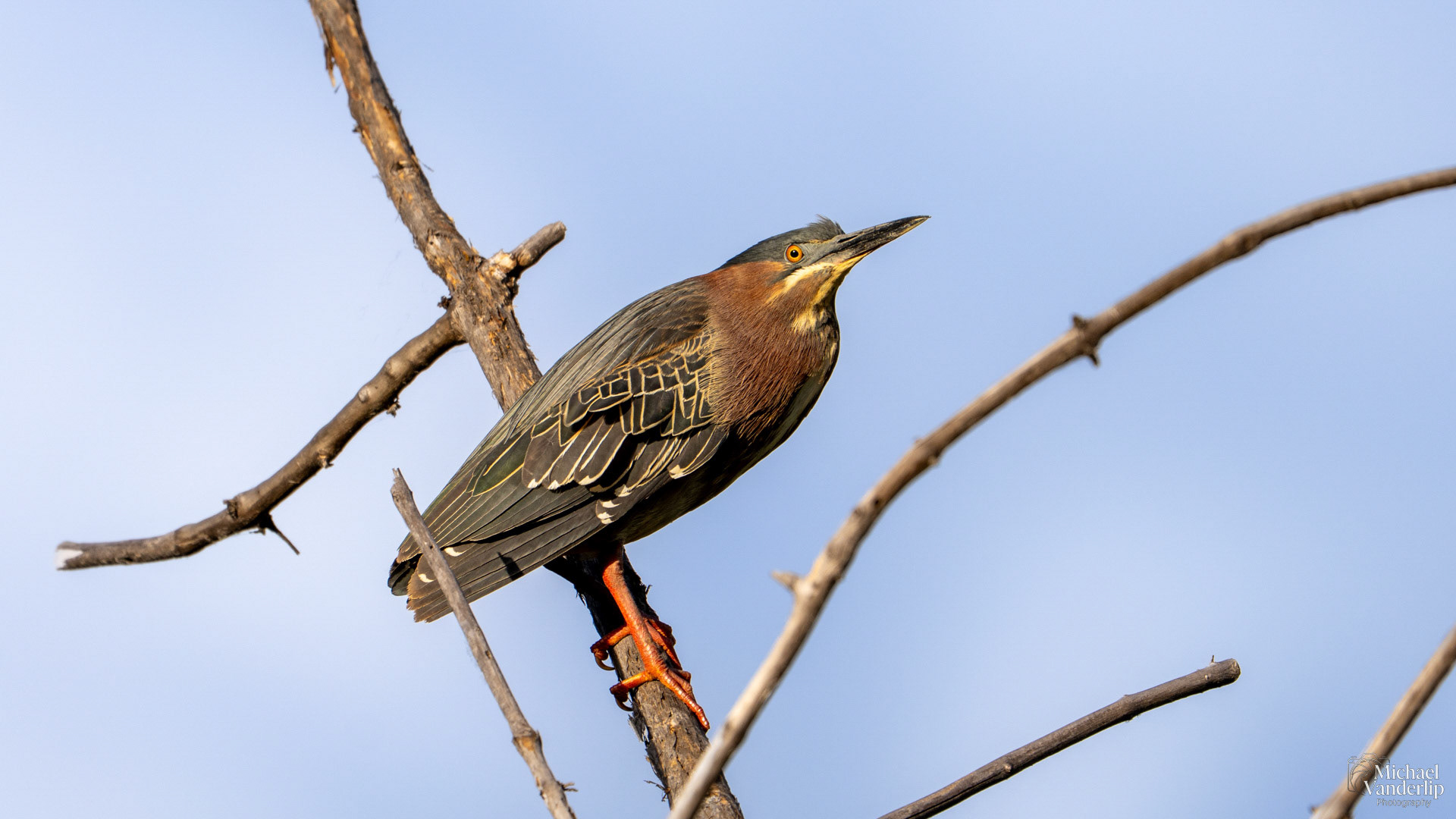 Green Heron along the Bear Creek Greenway near Talent, Oregon.