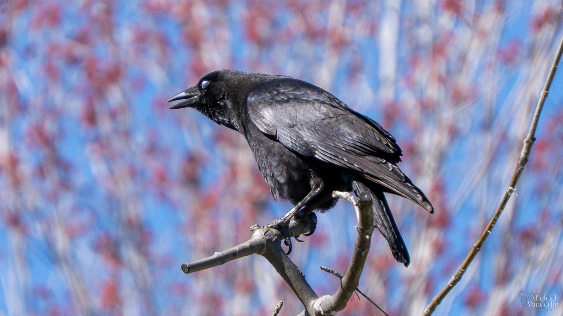 American Crow in Talent, Oregon.