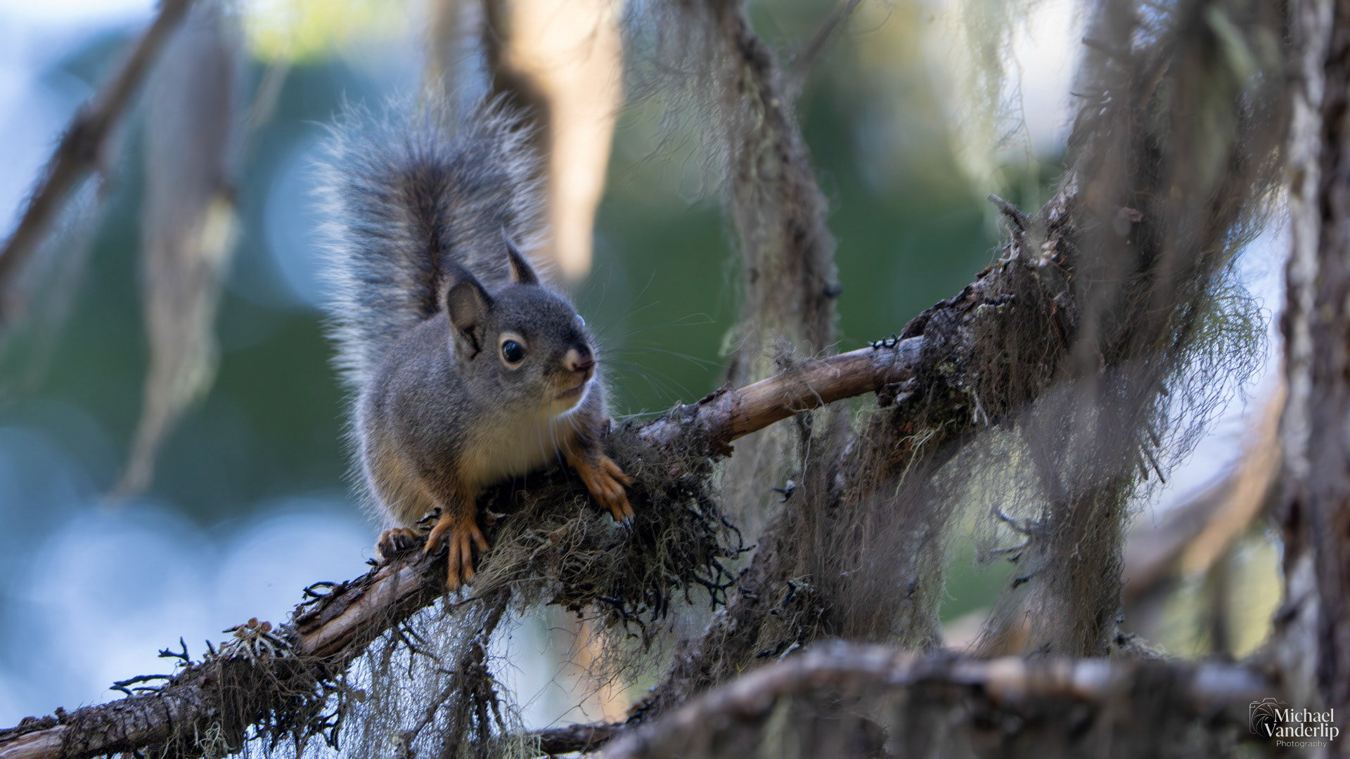 Douglas Squirrel along the Wagner Butte Trail near Talent, Oregon.