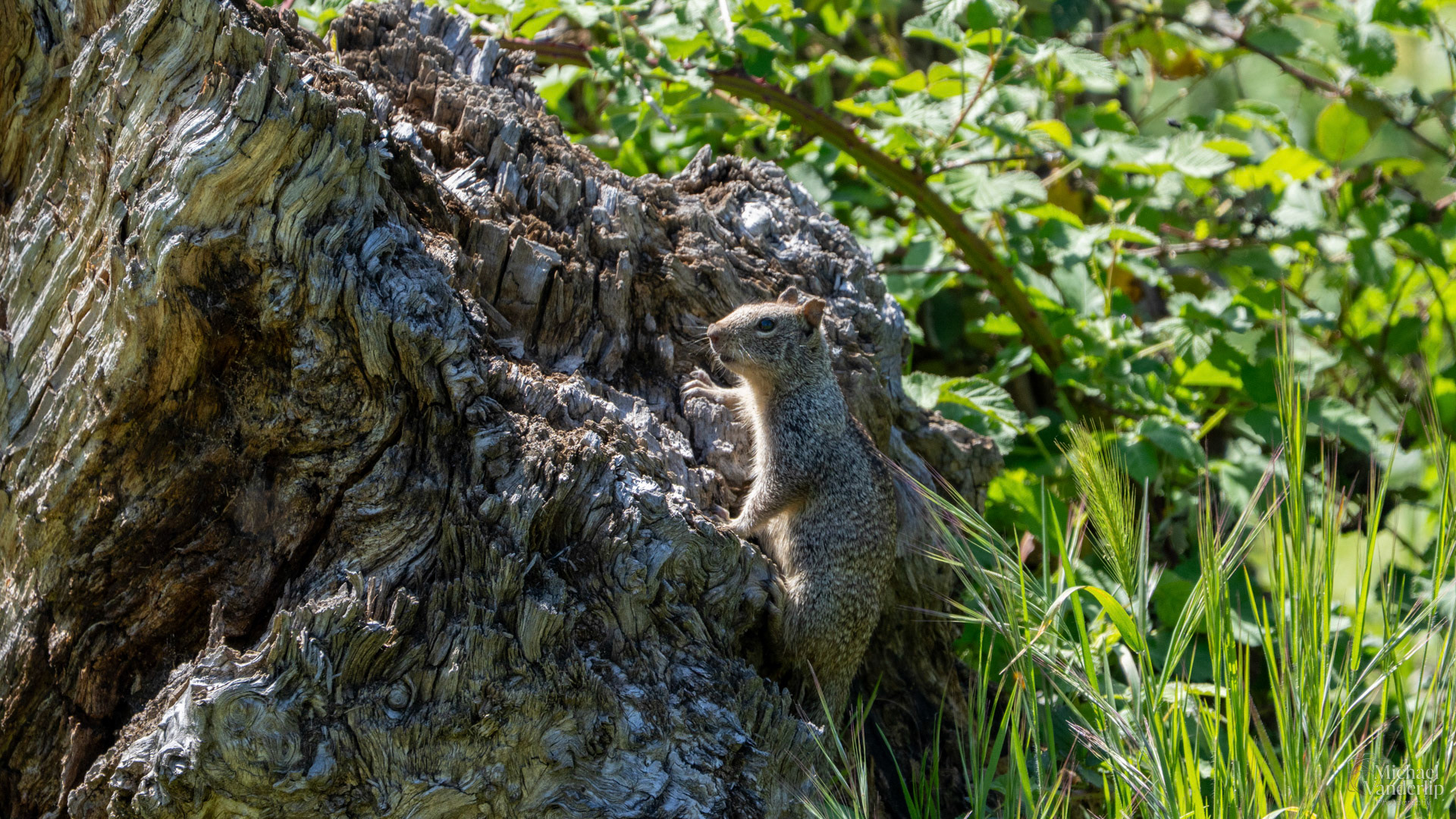 California Ground Squirrel along the Bear Creek Greenway, Talent, Oregon.