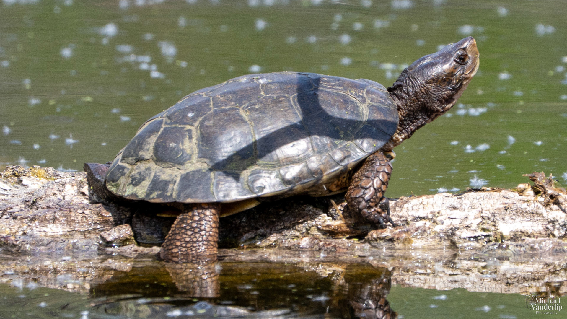 Western Pond Turtle along the Bear Creek Greenway near Talent, Oregon.