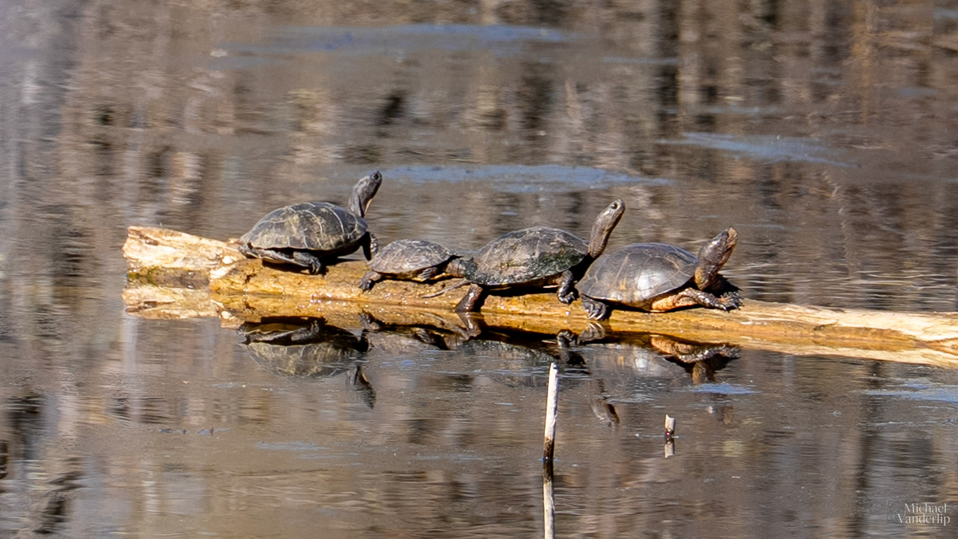 Westerm Pond Turtles along the Bear Creek Greenway near Talent, Oregon.
