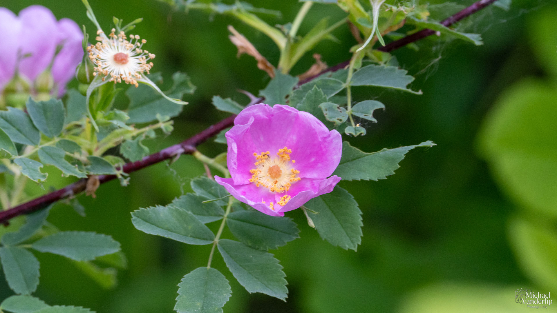 Nootka Rose along the Bear Creek Greenway near Talent, Oregon.