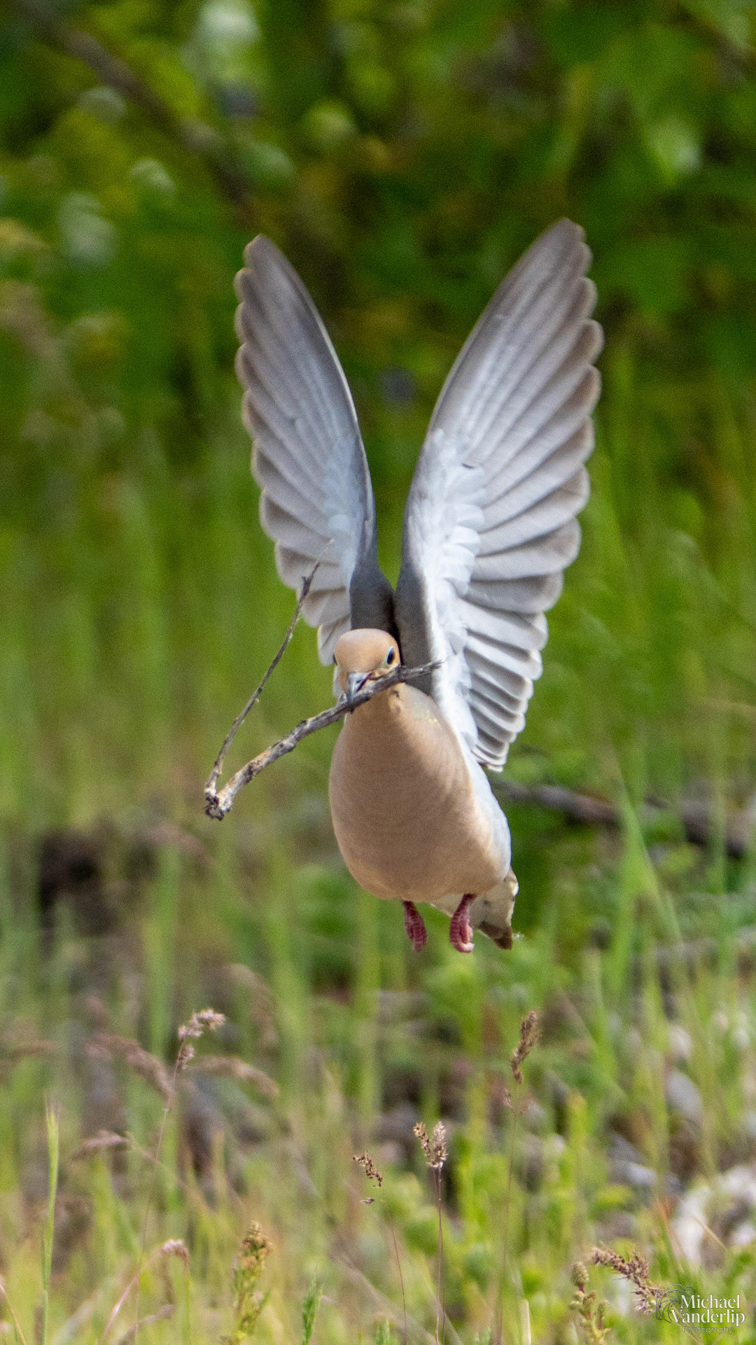Mourning Dove along the Bear Creek Greenway near Talent, Oregon.