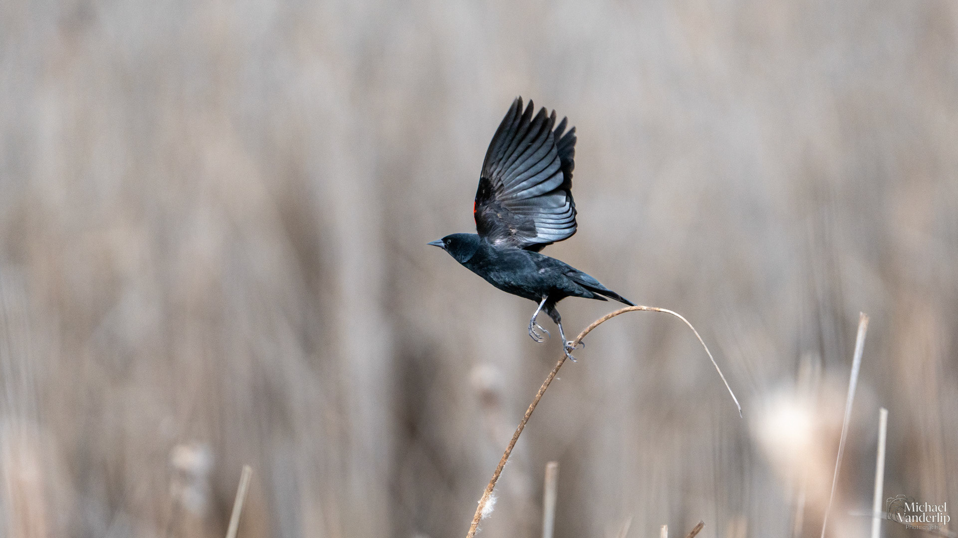 Red Winged Black Bird along the Bear Creek Greenway near Talent, Oregon.