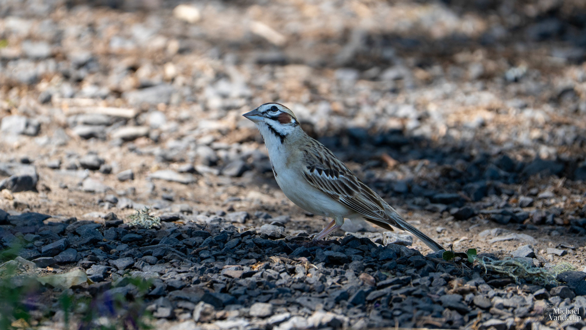 Lark Sparrow on Lower Table Rock, Central Point, Oregon.