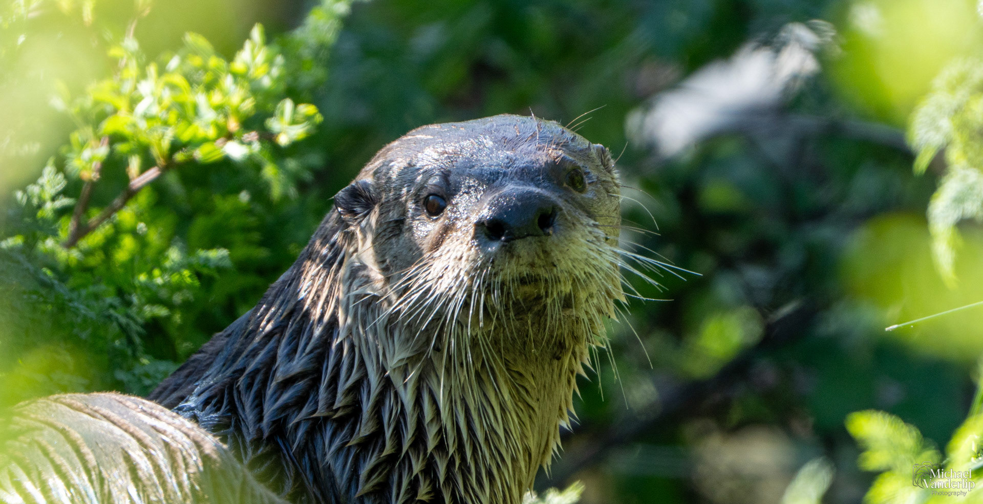 River Otter along the Bear Creek Greenway near Talent, Oregon.
