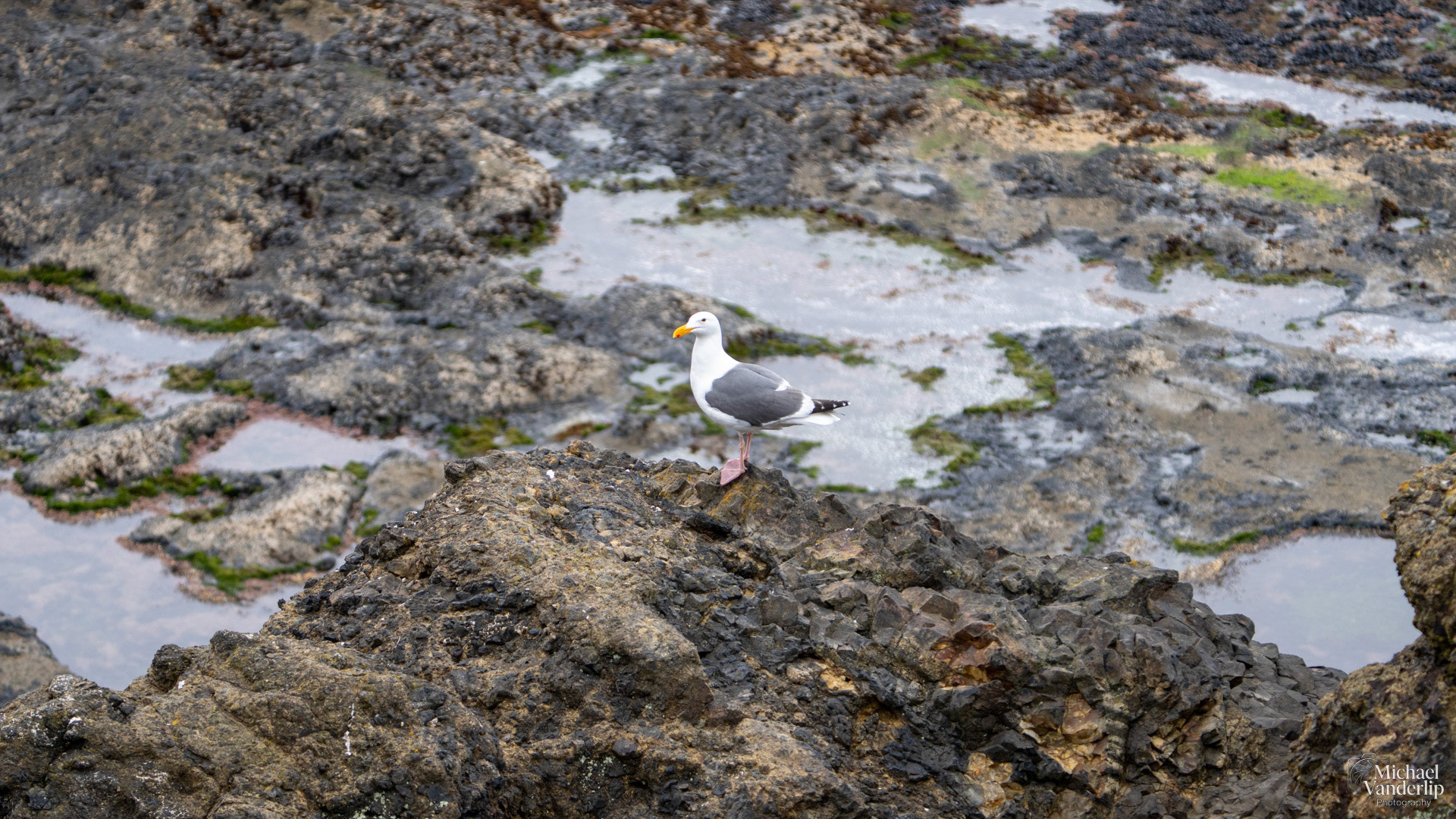 Seagull on the coast, Depoe Bay, Oregon.