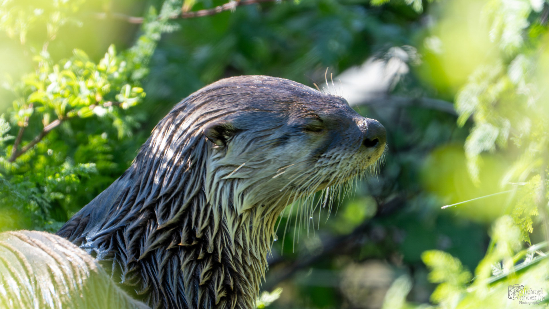 River Otter along the Bear Creek Greenway near Talent, Oregon.