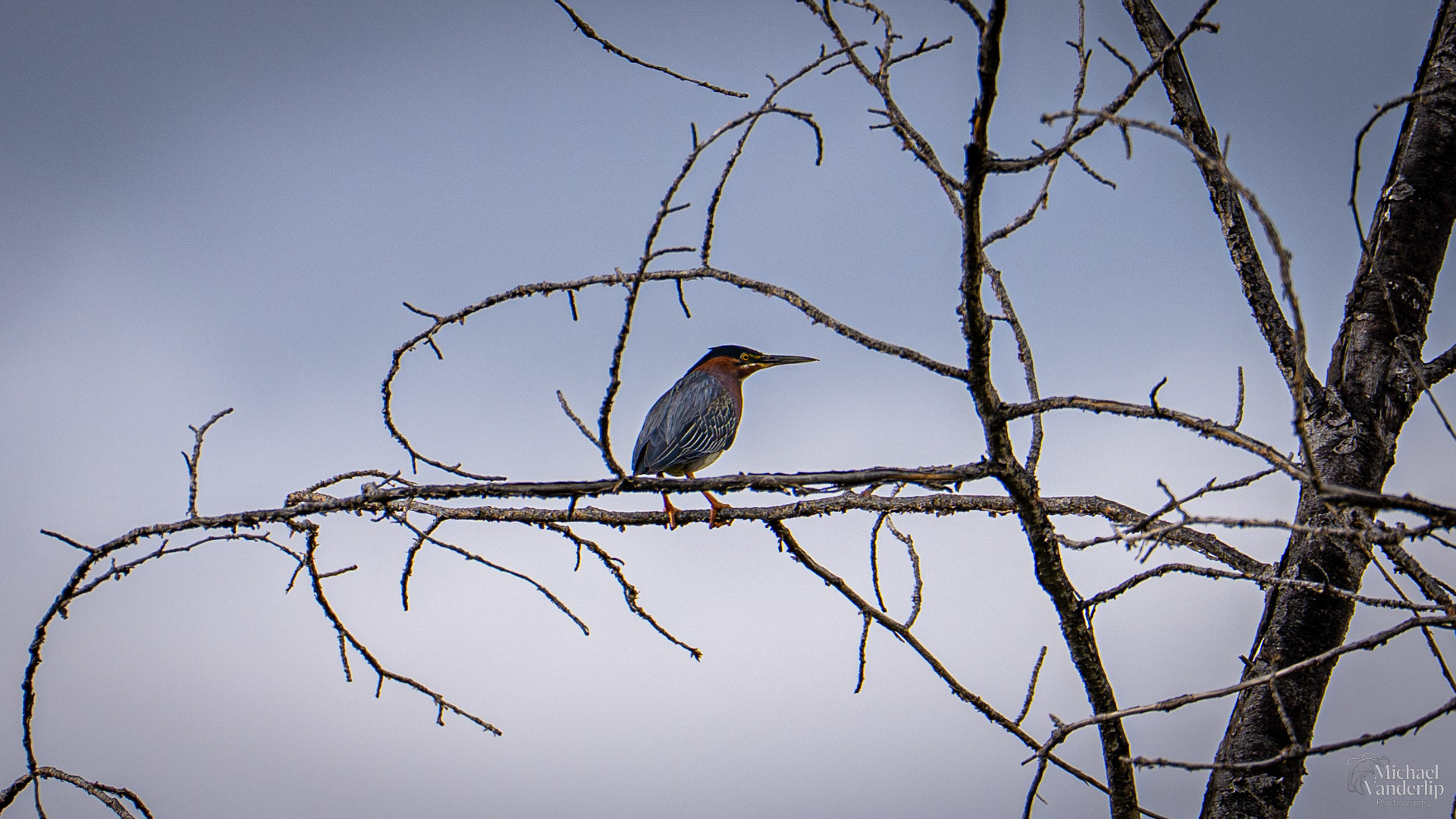 Green Heron along the Bear Creek Greenway near Talent, Oregon.