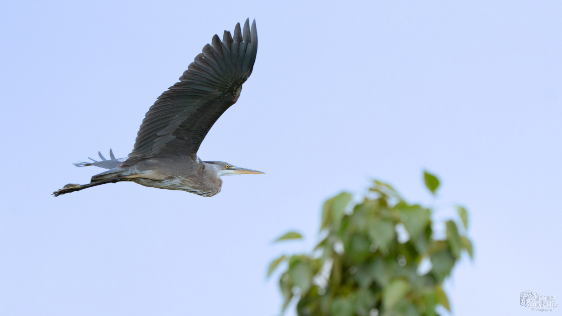 Great Blue Heron along the Bear Creek Greenway near Talent, Oregon.