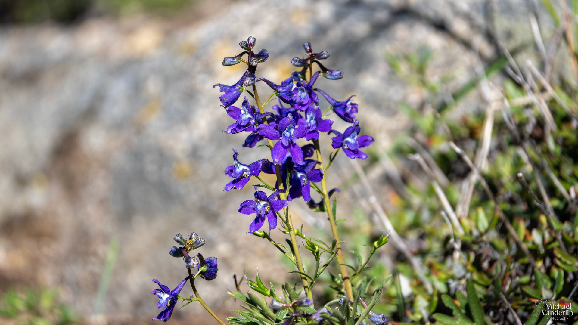 Larkspur along the Pacific Crest Trail near Mt. Ashland, Oregon.