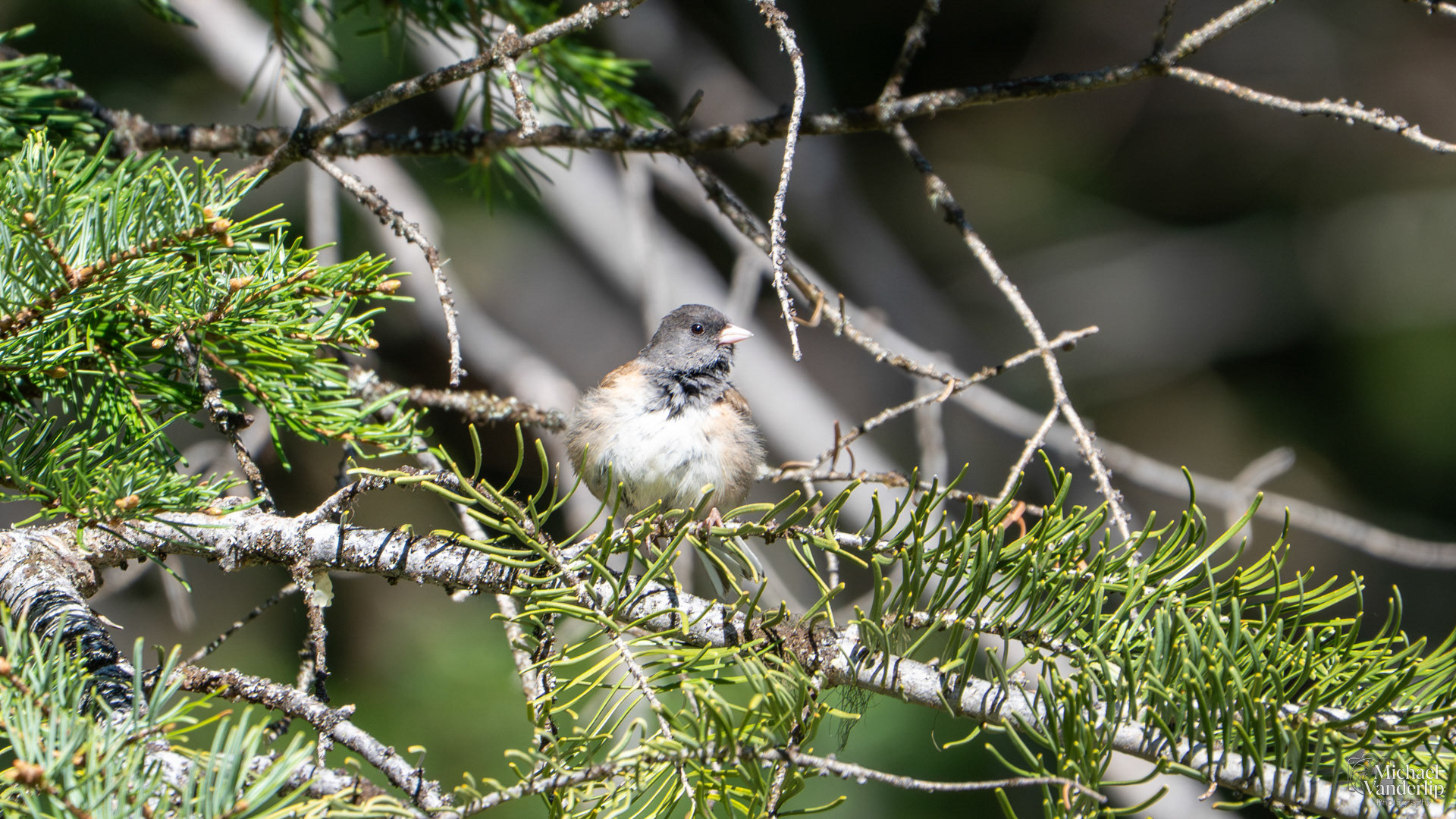 Dark-Eyed Junco along the Wagner Butte Trail near Talent, Oregon.